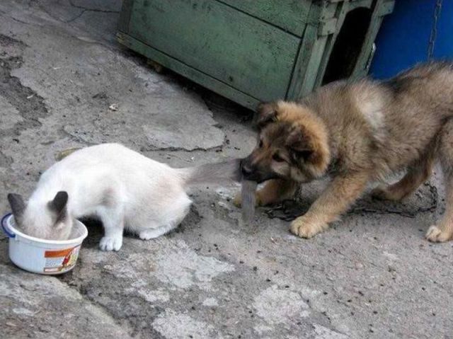 それボクの餌だワン！