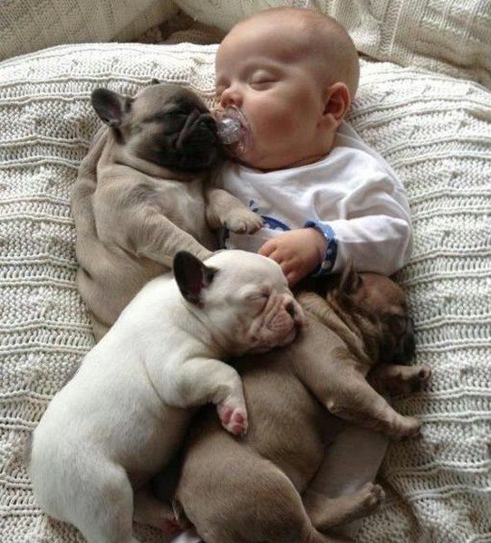 赤ちゃんと犬の赤ちゃん