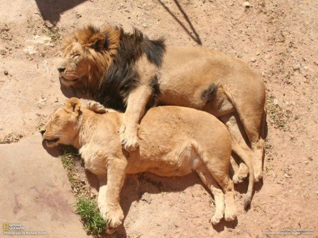 ライオンの添い寝
