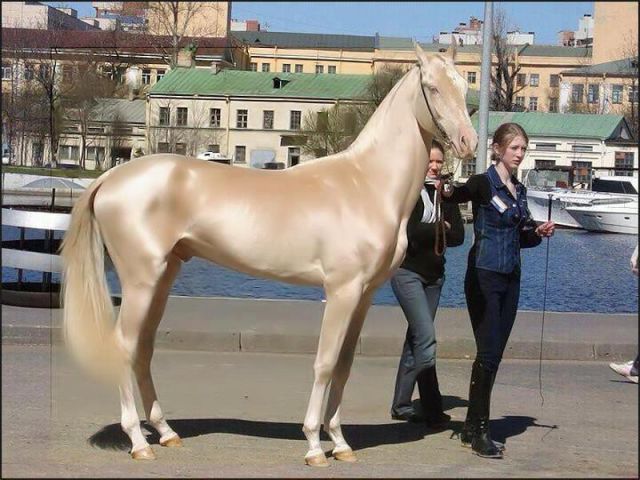 白銀の馬