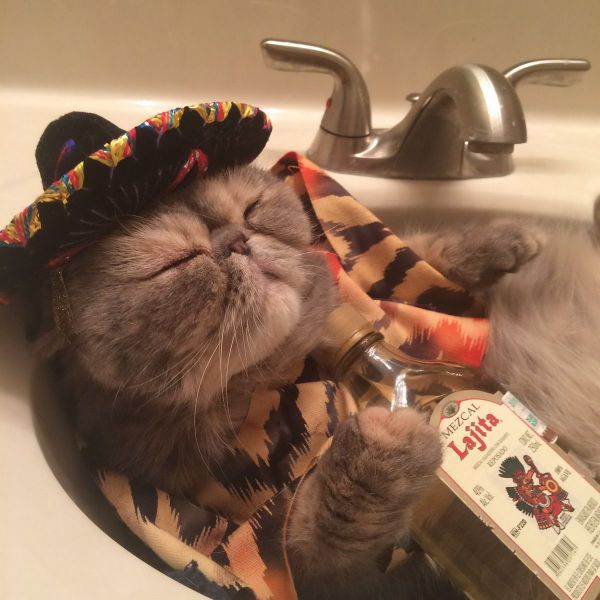酔っ払い猫